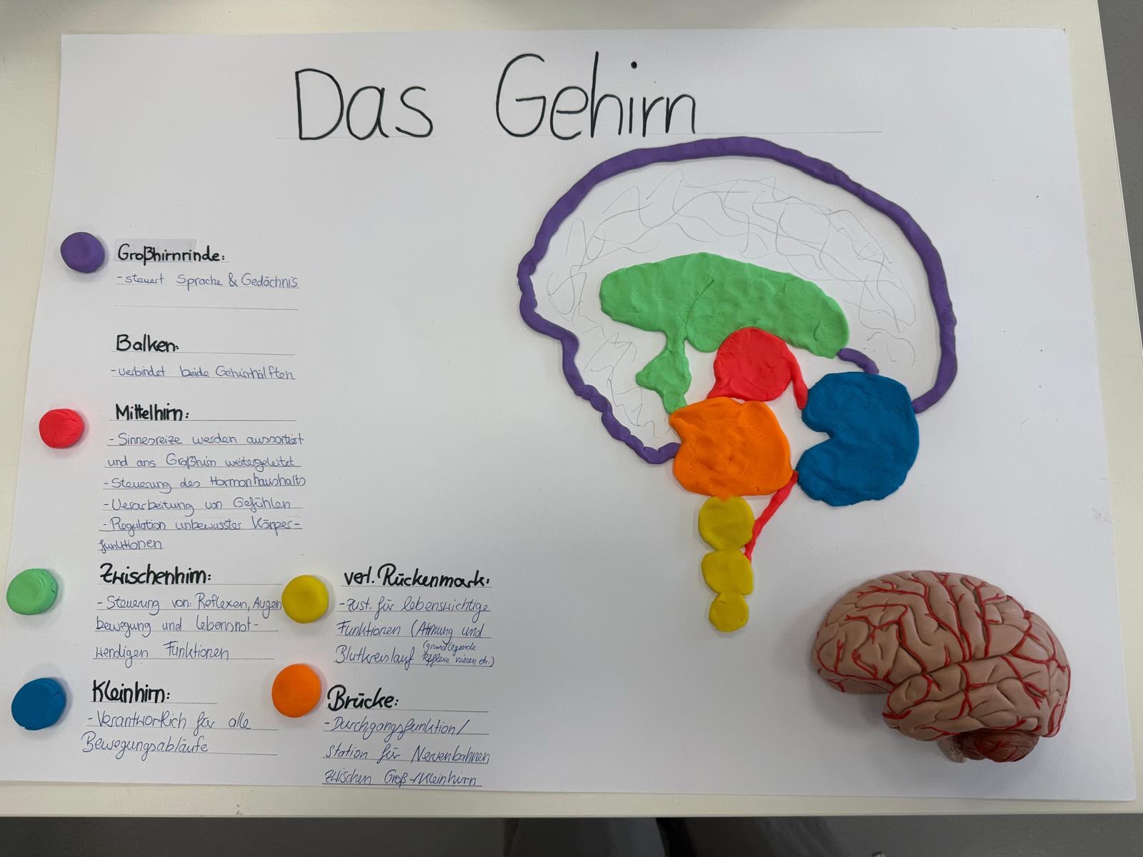 Gehirn 2