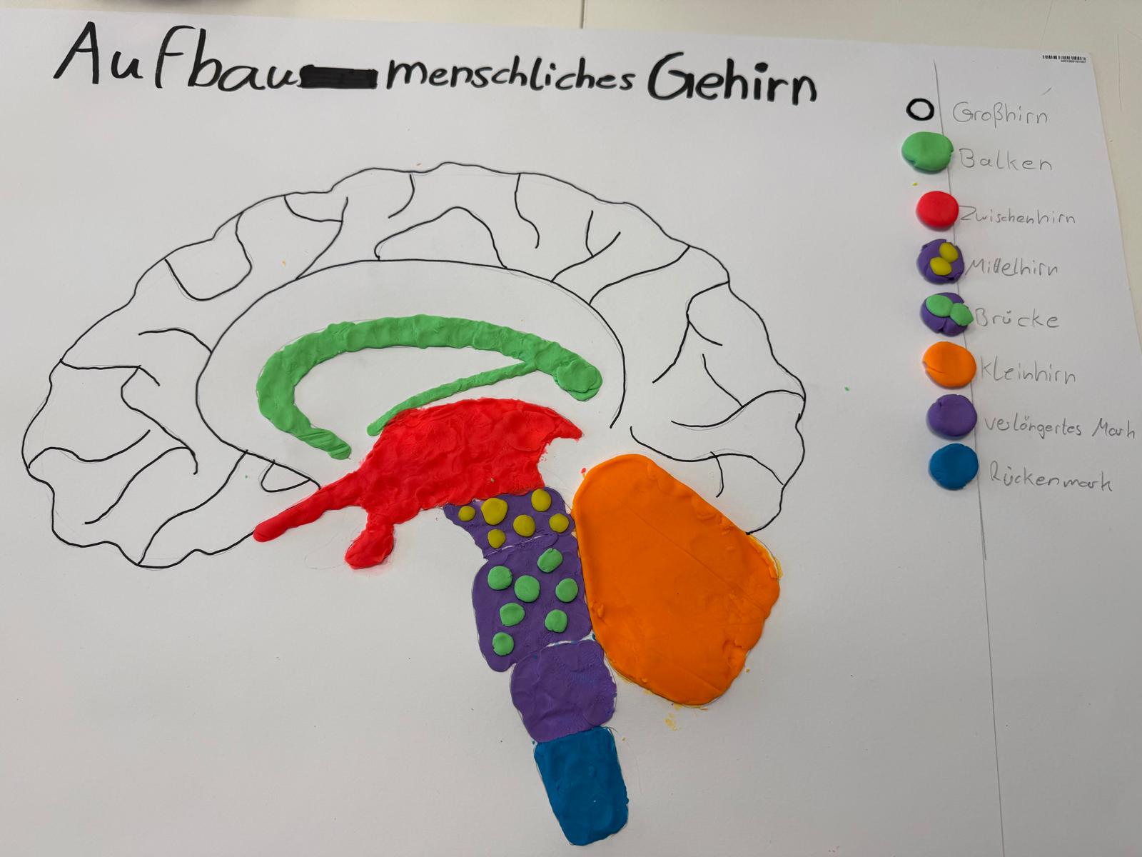 Gehirn